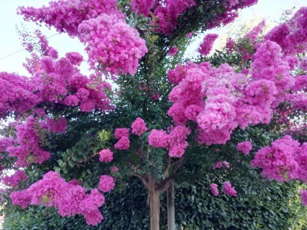 Cost of Crape Myrtle Pruning in Palm Springs