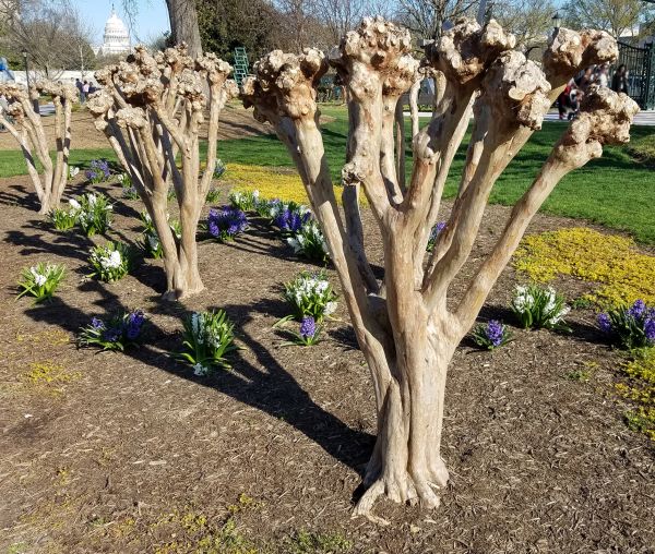 Cost of Myrtle Tree Removal in Palm Springs
