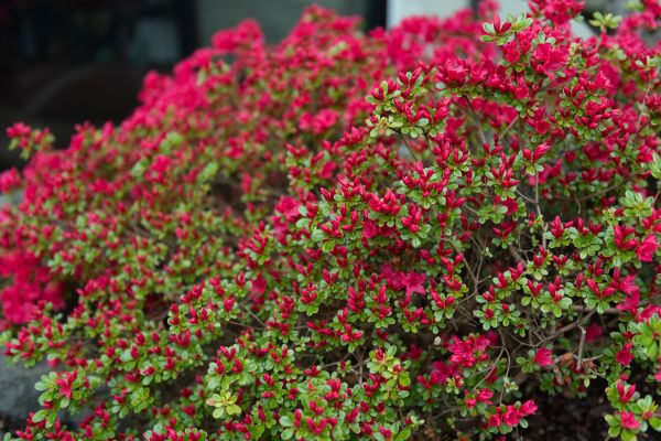Cost of Weigela Removal Service in Palm Springs