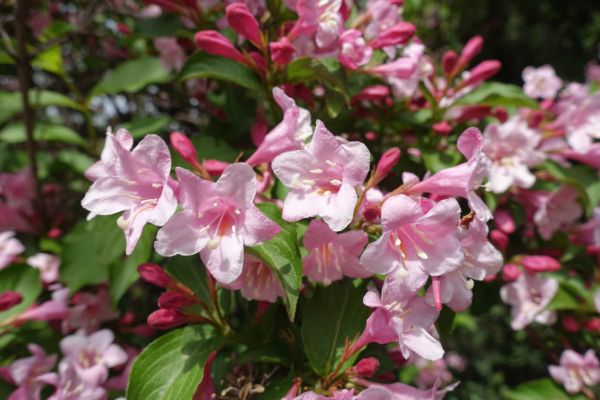 Cost of Weigela Pruning Service in Palm Springs