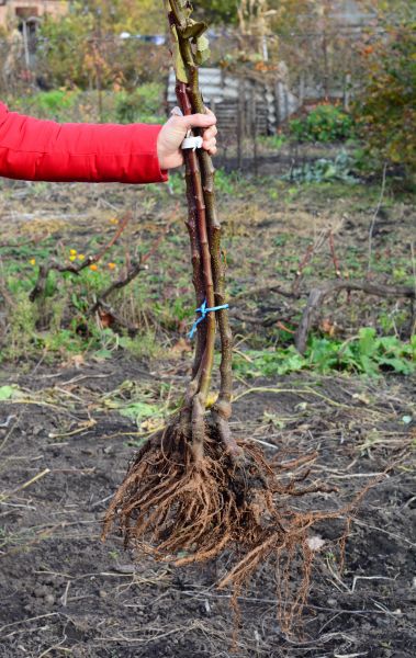 Cost of Shrub Root Removal in Palm Springs