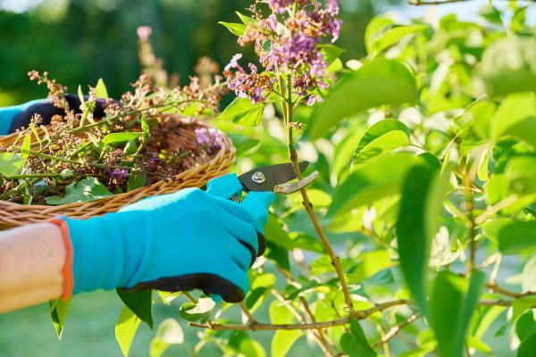 Cost of Lilac Trimming Service in Palm Springs