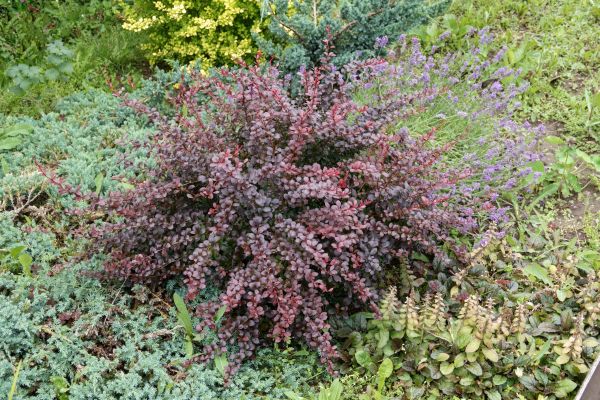 Cost of Japanese Barberry Removal in Palm Springs