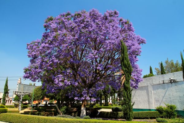 Cost of Jacaranda Pruning in Palm Springs