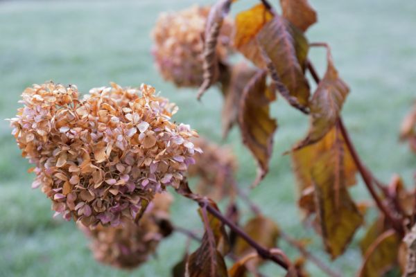 Cost of Hydrangea Removal in Palm Springs