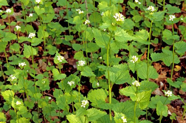 Cost of Garlic Mustard Removal in Palm Springs