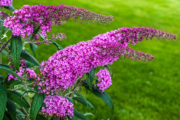 Cost of Butterfly Bush Removal in Palm Springs