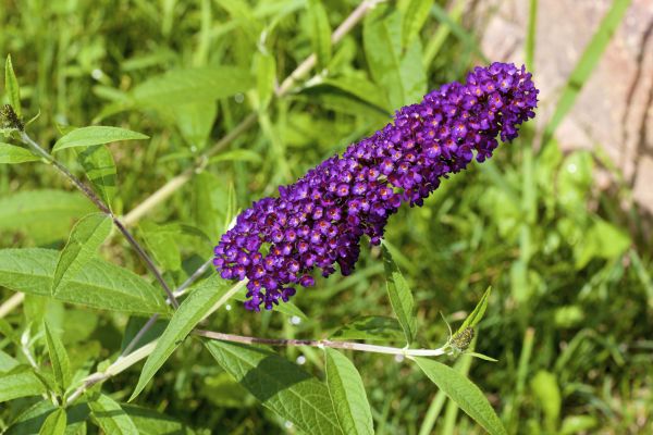 Butterfly Bush Pruning in Palm Springs