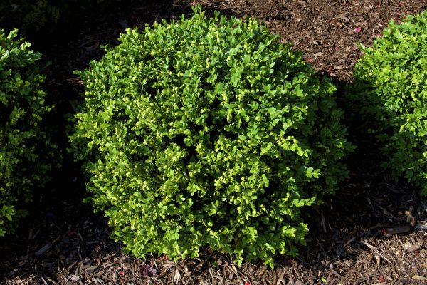 Cost of Boxwood Removal in Palm Springs