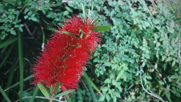 Cost of Bottlebrush Pruning in Palm Springs
